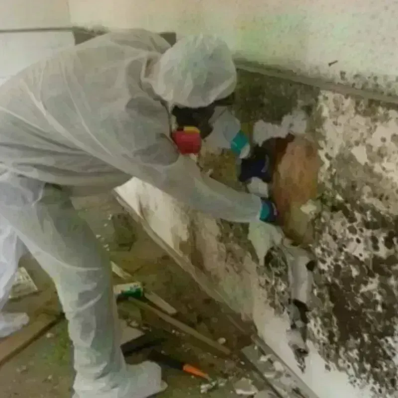 Mold Remediation and Removal in Jackson County, KY